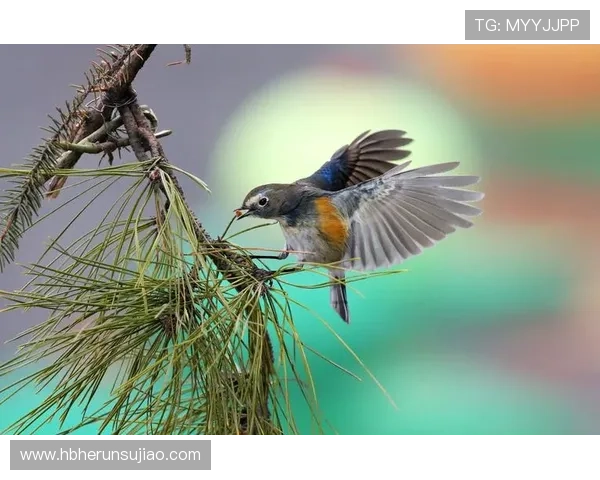 围绕卡利亚里俱乐部发展历程与文化传承蓝红精神的解析与未来展望 围绕卡利亚里俱乐部发展历程与文化传承蓝红精神的解析与未来展望